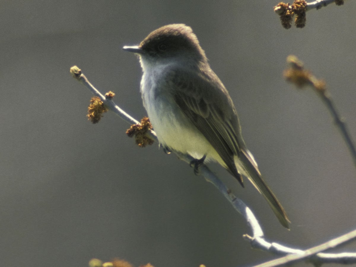 Eastern phoebe perched on a branch