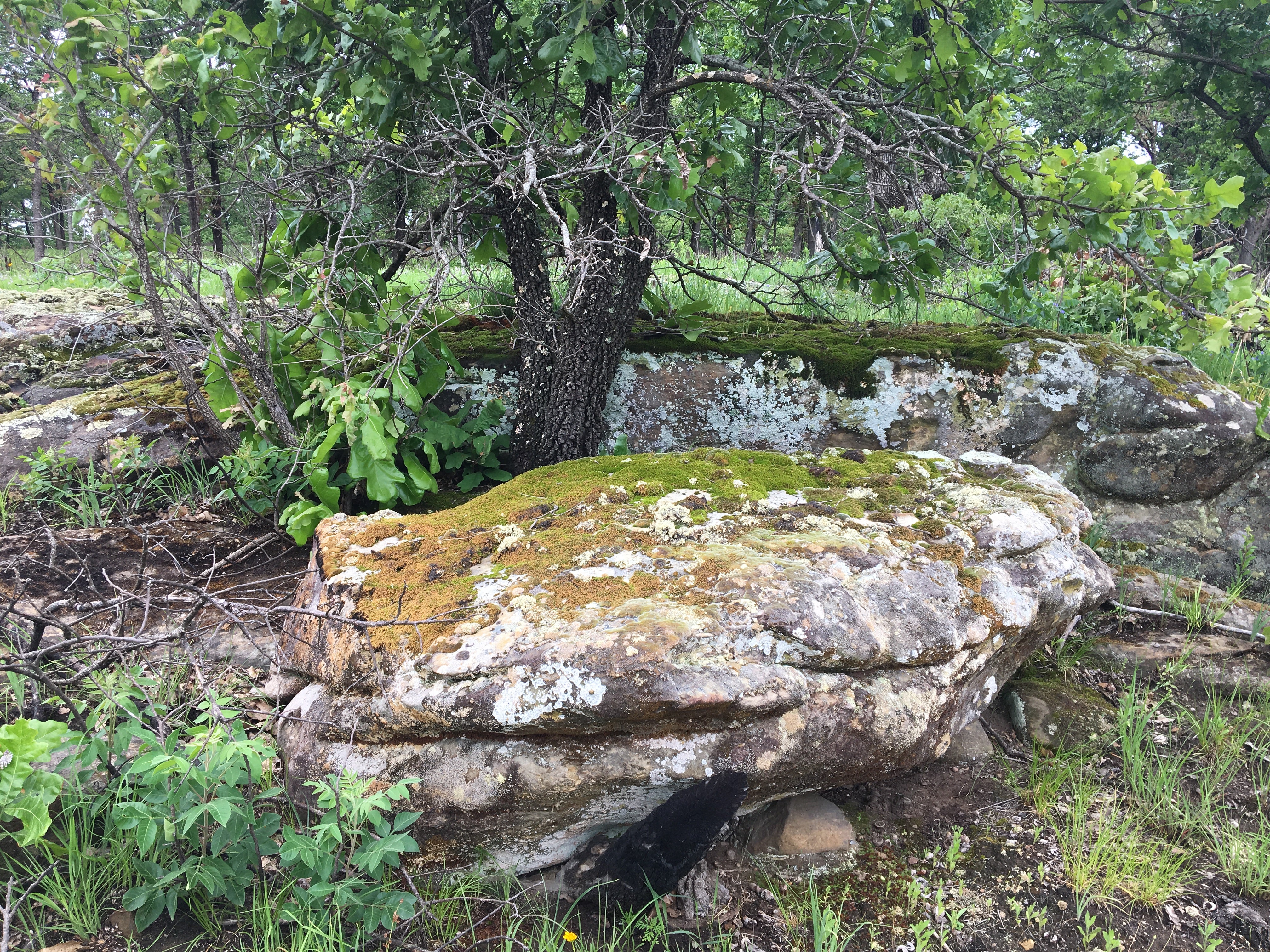 Two large boulders are covered in lichen at Lichen Glade Natural Area. 