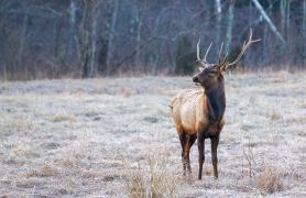 A male elk