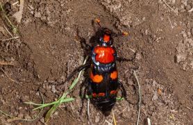 A black-and-orange beetle in the dirt.