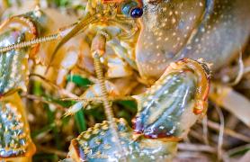 Devil Crayfish