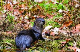 According to new regulations, trappers will be able to take more otters in many 