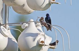 Purple Martins nest made out of gourds