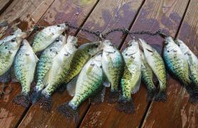 A String of Crappie
