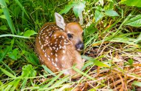 A baby deer curls up in the grass