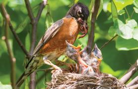 A robin feeding baby birds worms