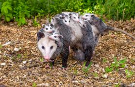 Opossum with Babies 