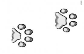 Illustration of bobcat tracks