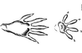 Illustration of common muskrat tracks