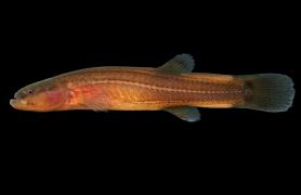 Spring cavefish side view photo with black background