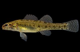 Swamp darter side view photo with black background