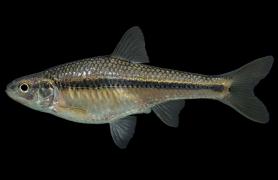 Topeka shiner female, side view photo with black background