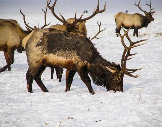 Elk with mange grazing in snow