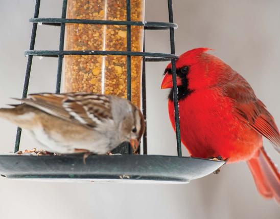 Cardinal and sparrow on a bird feeder 