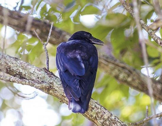 Crow perched on tree branch