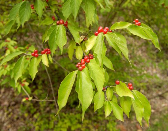 Bush honeysuckle leaves and red berries