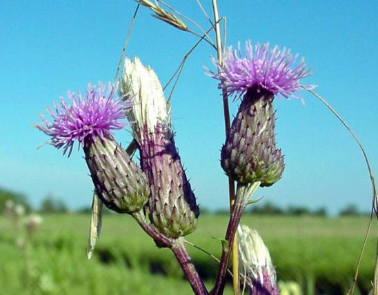 Closeup of Canada thistle flowers