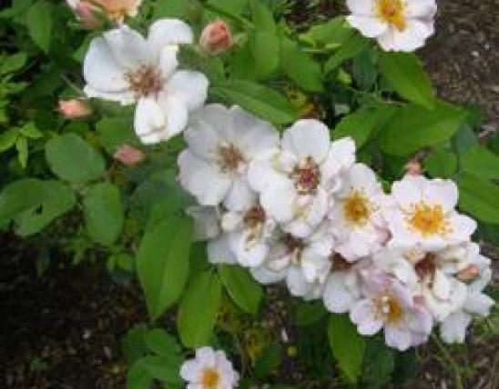 Multiflora rose plant with numerous white flowers
