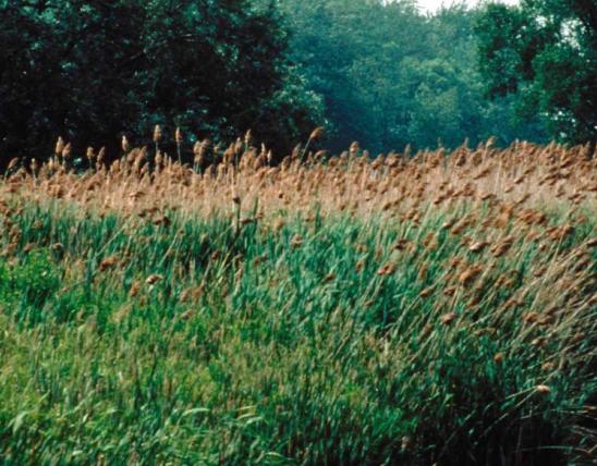 Colony of common reeds with flowering tops 