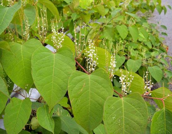 Elongated heart-shaped leaves and white flower clusters