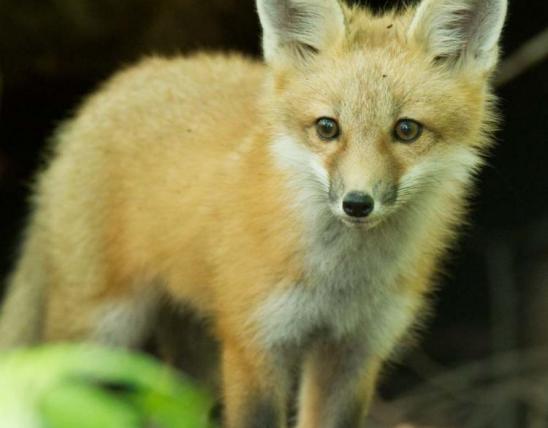 Red fox staring at the camera