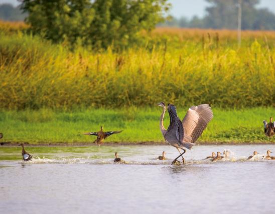 Wetland with great blue heron wading in water and blue-winged teal swimming