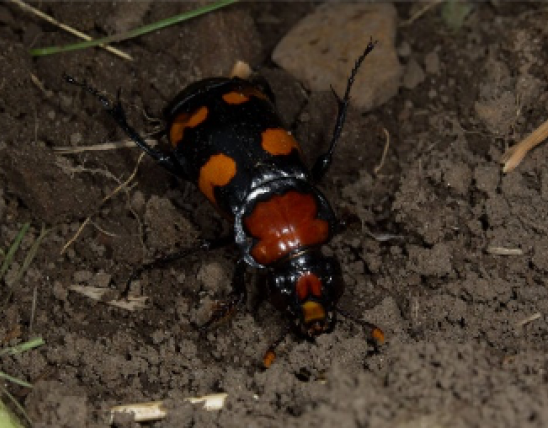 American burying beetle