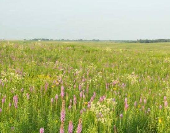 Wide view of grasslands with flowers and native grasses 