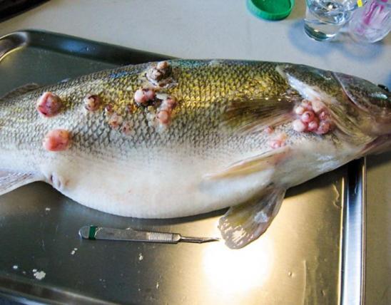 Numerous warts on the skin of a fish