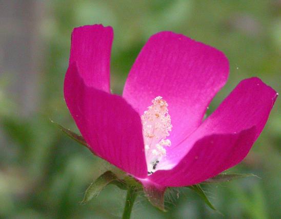 Purple poppy mallow flower