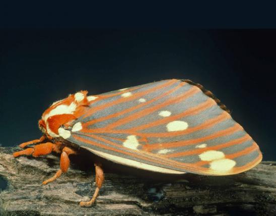 Regal moth resting on a stick, shown from side