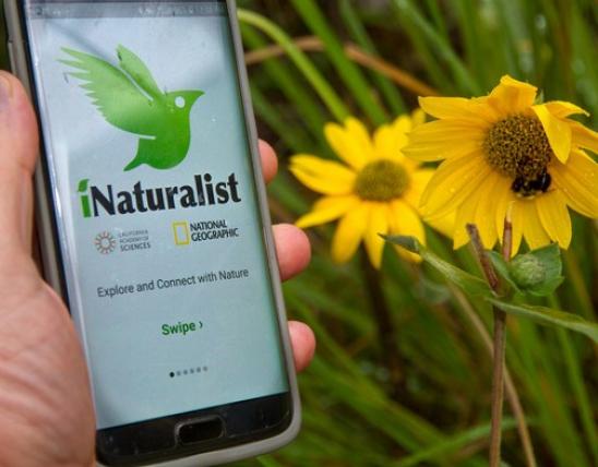 Hand holding phone with iNaturalist app