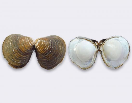 Two pairs of Asian clam shells, still hinged together, showing exterior and interior