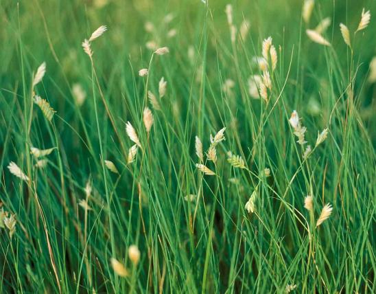 Buffalo grass with male flowering stalks