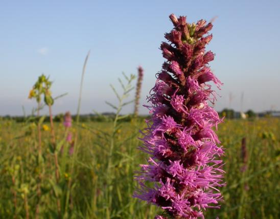 Top of a prairie blazing star’s floral spike, with the sky and prairie visible in the background