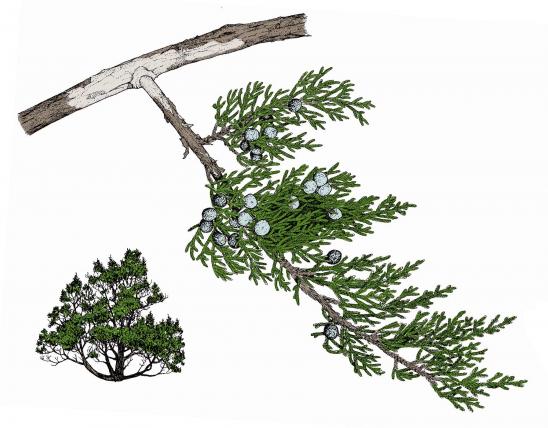 Illustration of Ashe’s juniper needles, twig, fruits, with inset showing overall shape of plant