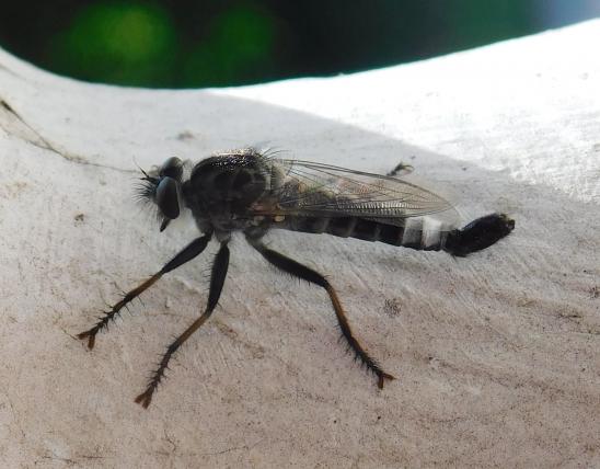 Robber fly, genus Efferia, male, perched on a white-painted post