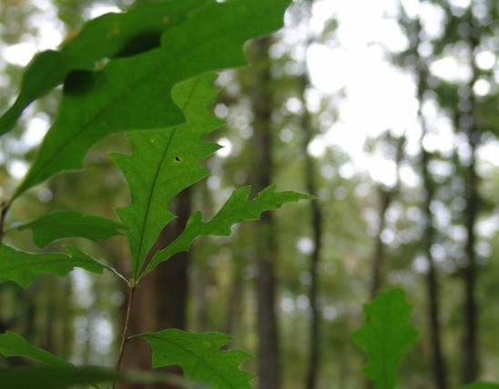 Closeup of green pin oak leaves