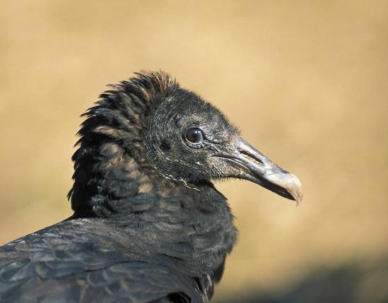 Close-up of the head of a juvenile black vulture