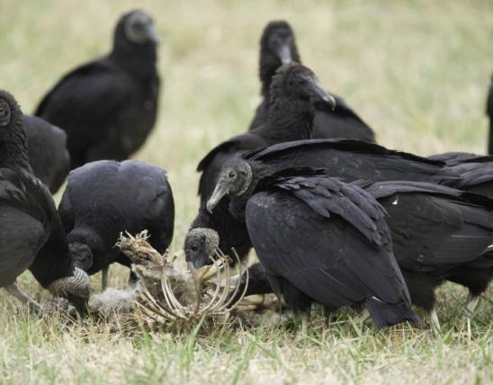 Group of black vultures feeding on animal remains