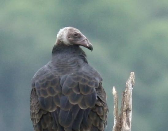 Juvenile turkey vulture perched
