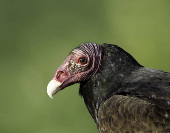 Close-up of turkey vulture head 
