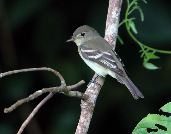 Perched Acadian flycatcher viewed from side