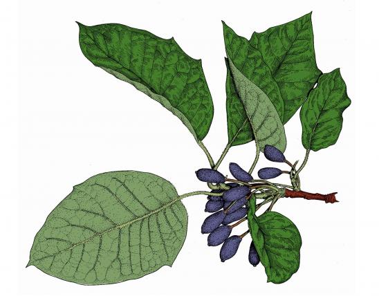 Illustration of water tupelo, or tupelo gum, leaves and fruit