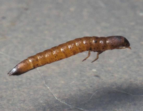 Riffle beetle larva photographed in water in a dish