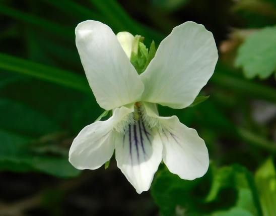 Pale or cream violet, Viola striata, closeup of flower