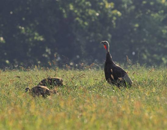 Wild turkey hen and two poults