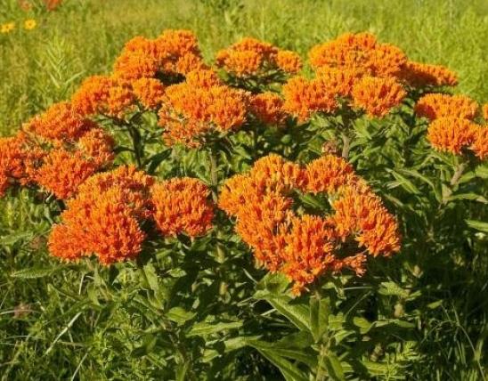 butterfly weed, blooming plant in landscape