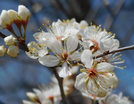 Wild plum blossoms at Roger and Viola Smith CA, April 16, 2022.