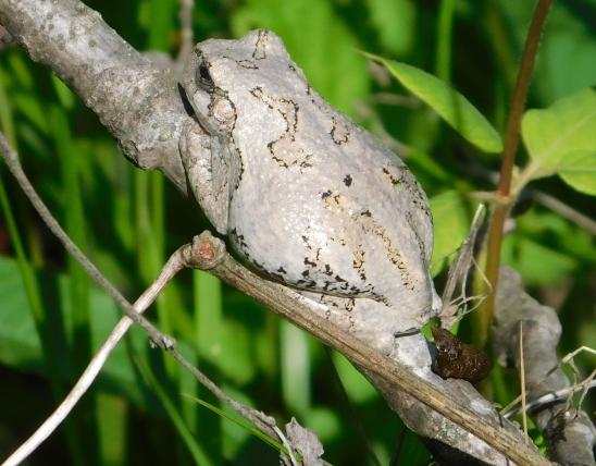 Gray treefrog resting on a small branch, Warren Co., Mo.